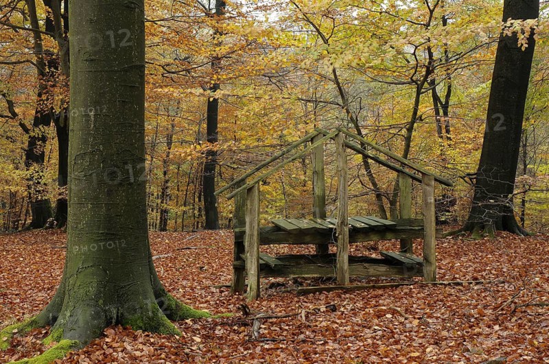 Climbing aid over an abandoned fence in the beech forest is used as a residence