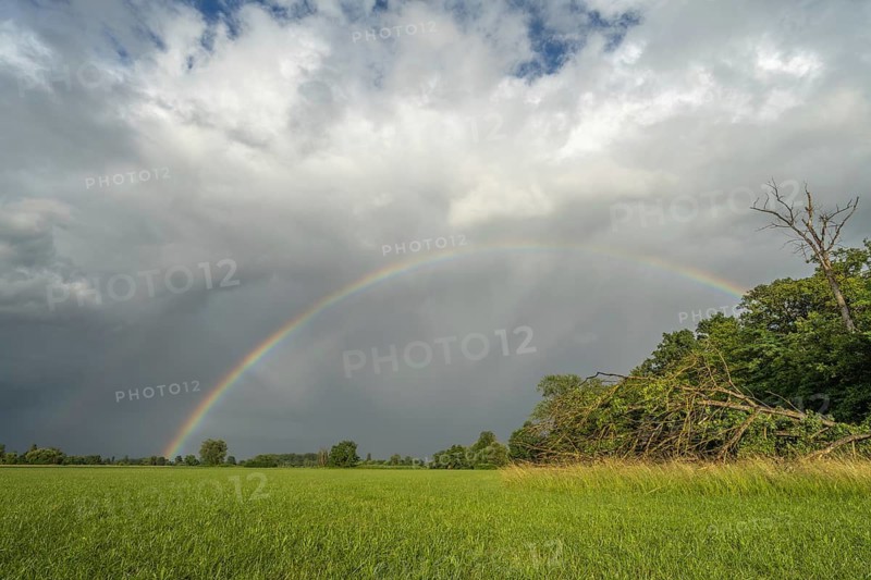 A rainbow appears in a cloudy sky over a field. A tree has fallen down and testifies to the consequences of the recent storm in the countryside. Bas-Rhin, Alsace, France