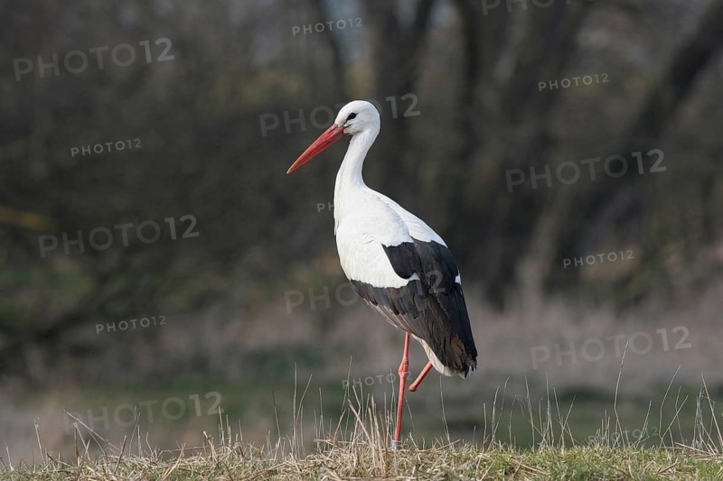 White stork (Ciconia ciconia) with a broken leg and an identification ring on its healthy leg, Allgäu, Bavaria, Germany