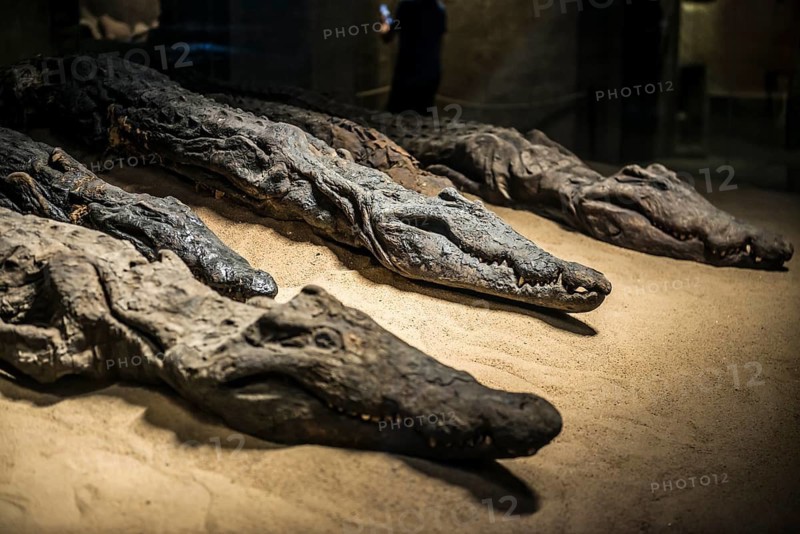 Mummified crocodiles, mummies, Kom Ombo Temple, Upper Egypt, Egypt