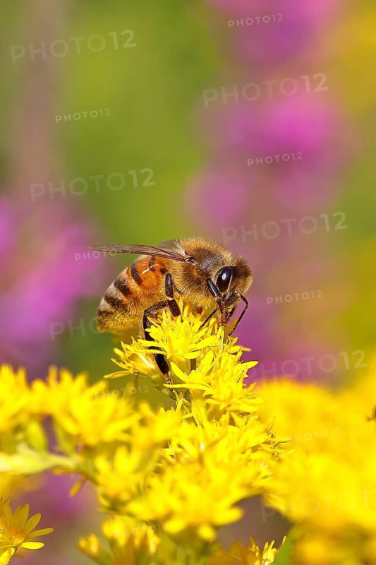 European honeybee (Apis mellifera) collecting nectar from a goldenrod (Solidago) flower, Wilnsdorf, North Rhine-Westphalia, Germany