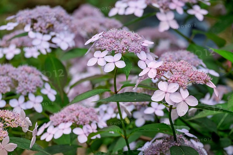 Pink plate hydrangea (Hydrangea serrata), North Rhine-Westphalia, Germany