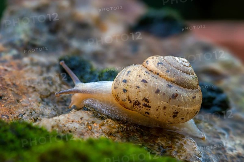 Bush snail, fruticicola fruticum, labelled shrub snail, gastropod, mollusca, snails, molluscs