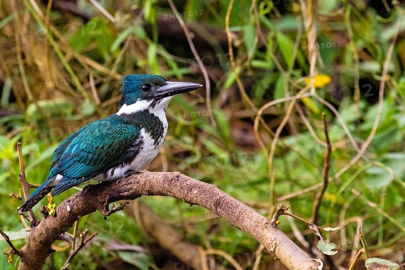 Female kingfisher, animals, birds, Amazon kingfisher, perching kingfisher, (Chloroceryle amazonas), Costa Rica, Central America
