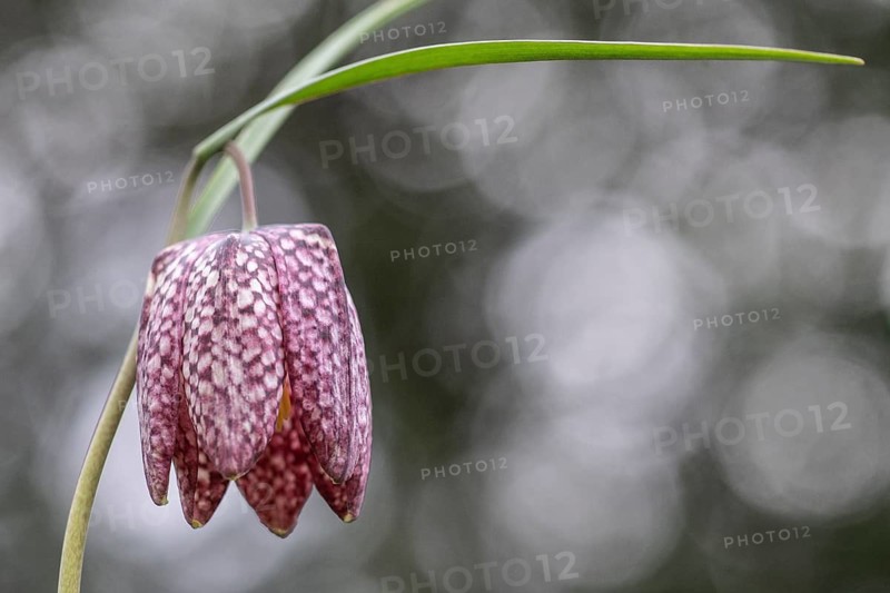 Snake's Head Fritillary (Fritillaria meleagris), Emsland, Lower Saxony, Germany