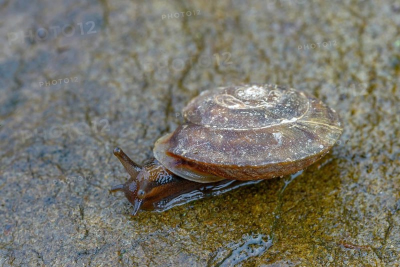 Helicigona lapicida, lapidary snail, rock picker, rock cutting snail, gastropod, mollusca, snails, molluscs
