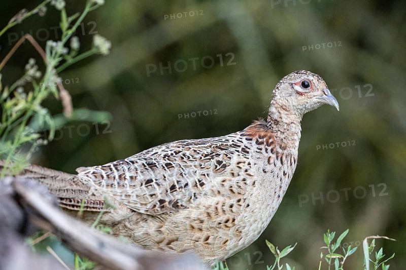 Pheasant (Phasianus colchicus) wbl Hungary#
