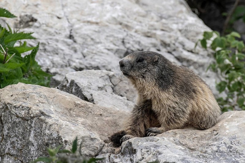 Marmot (Marmota marmota), Monte Baldo, Italy