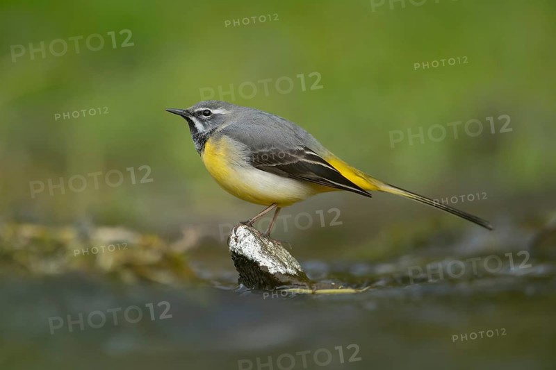 Grey wagtail (Motacilla cinerea) adult bird on a stone in a river, England, United Kingdom