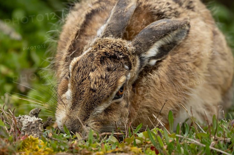 European brown hare (Lepus europaeus) adult animal eating in grassland, England, United Kingdom