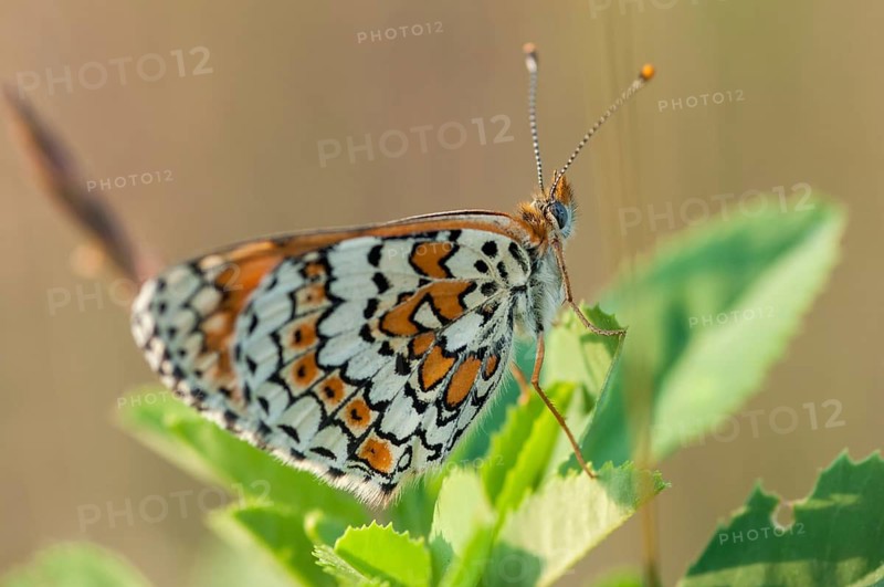 Brandenburg, common cheek moth, Germany, Glanville Fritillary, Melitaea Cinxia, Nabu, national natural heritage, natural paradise Grünhaus, plantain cheekmoth, post-mining landscape, butterfly, green house, insects, butterfly, butterflies