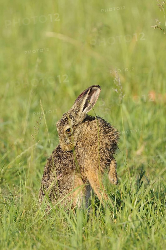 Hare, Lepus europaeus, animals, mammals, meadow, foraging