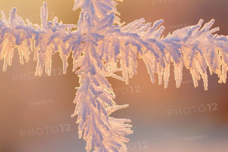 A fence covered in hoarfrost, backlit at sunrise on a very cold morning. Mühlviertel, Austria