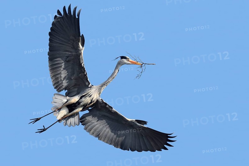 Grey heron (Ardea cinerea) in flight with nesting material, North Rhine-Westphalia, Germany