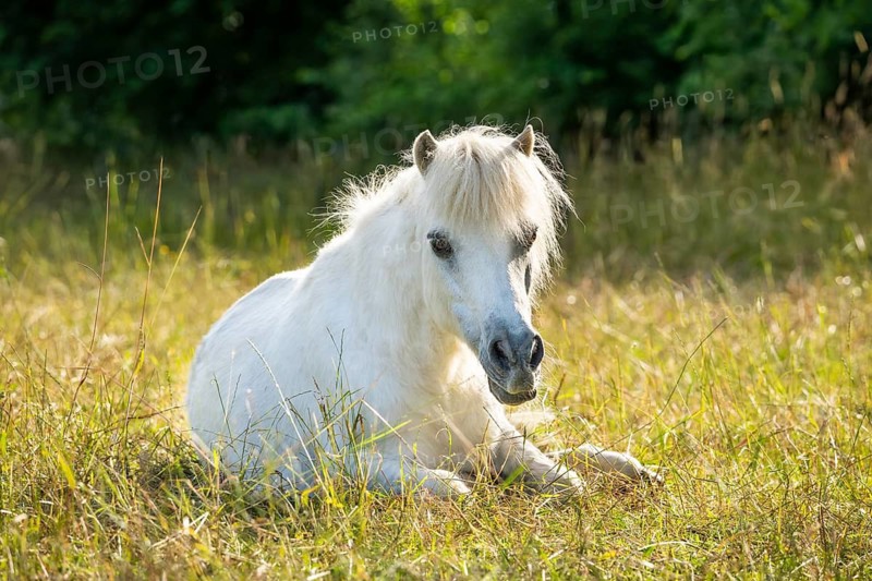 Pony, Shetland pony, mold, gelding, lying down, in the pasture, in the evening
