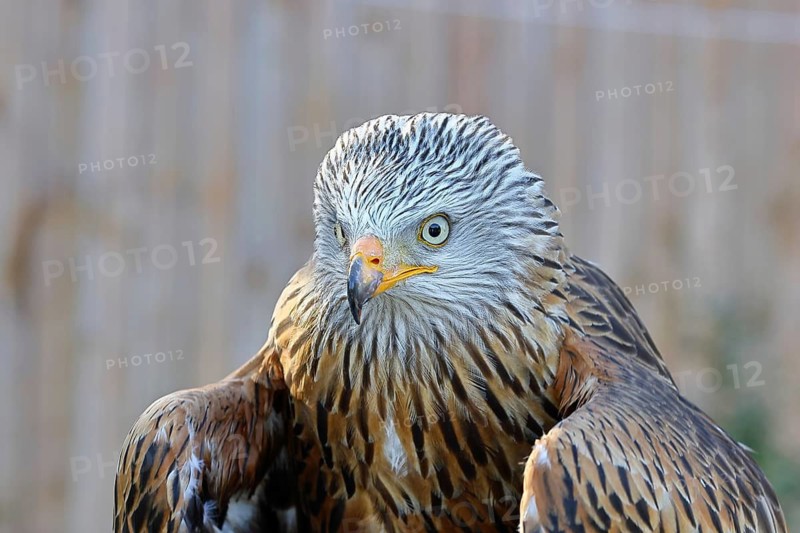 Red Kite (Milvus milvus), head portrait, animal portrait, in captivity, Rhineland-Palatinate, Germany