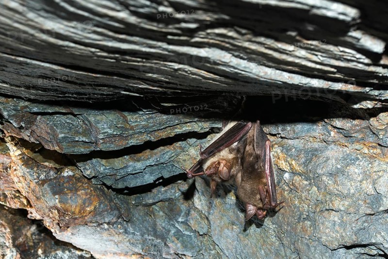 Greater mouse-eared bat, mouse-ear, myotis myotis, bats, chiroptera, bats, mammals, mammals, winter sleep, hibernation