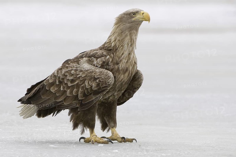 White-tailed Eagle (Haliaeetus albicilla), Mecklenburg-Western Pomerania, Germany