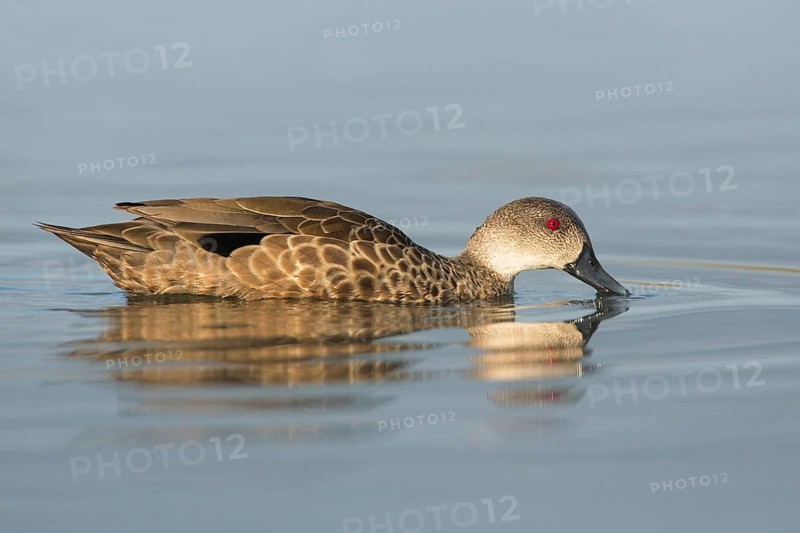 Grey Teal (Anas gracilis), Victoria, Australia