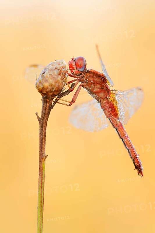 Scarlet Dragonfly (Crocothemis erythraea), male coloured female with dewdrops, North Rhine-Westphalia, Germany
