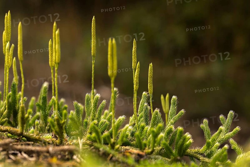 Bearlops, Vascular Plants, Clubbearlop, Lycopodiaceae, Lycopodium Clavatum, Tracheophyta, Wolfclaw, Bearlop, Flora, Ground Pine, Plants, Running Clubmoss, Stag's-Horn Clubmoss, Stag's-Horn Clubmoss