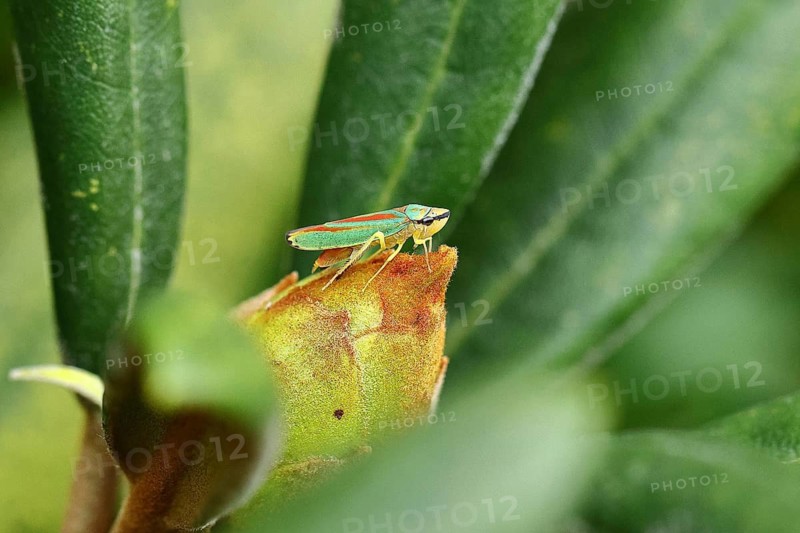 Rhododendron (Rhododendron) leafhopper (Graphocephala fennahi) sitting on flower bud of a rhododendron, Wilden, North Rhine-Westphalia, Germany
