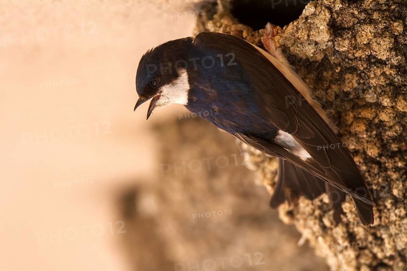 Common House Martin (Delichon urbicum), at Nest, Madrid, Spain