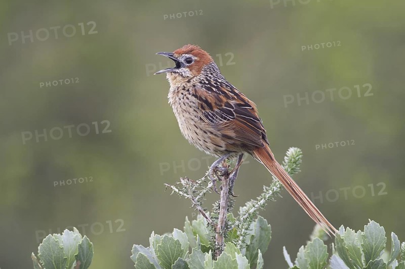 Cape Grassbird - Cape of Good Hope Nature Reserve, Western Cape, South Africa