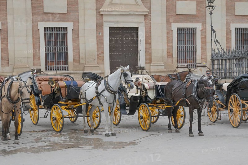 Historic horse-drawn carriages in front of an old building in an old town, Seville, Andalucia, Spain