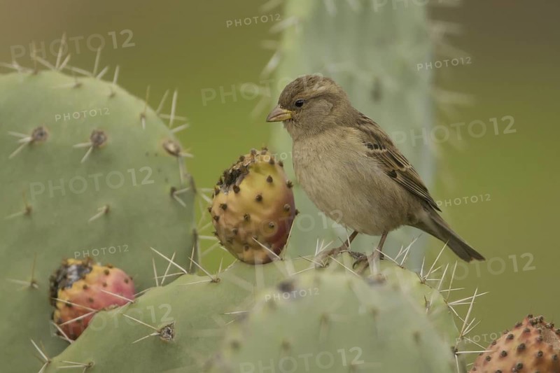 House Sparrow (Passer domesticus) female, Morocco