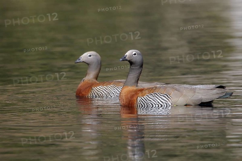 Ashy-headed Goose (Chloephaga poliocephala) swimming in a small lake in Chile