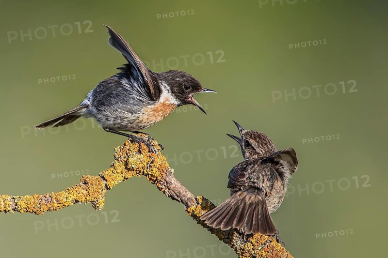 European Stonechat (Saxicola rubicola) quarraling pair perched on a lichen covered branch, Saxony-Anhalt, Germany