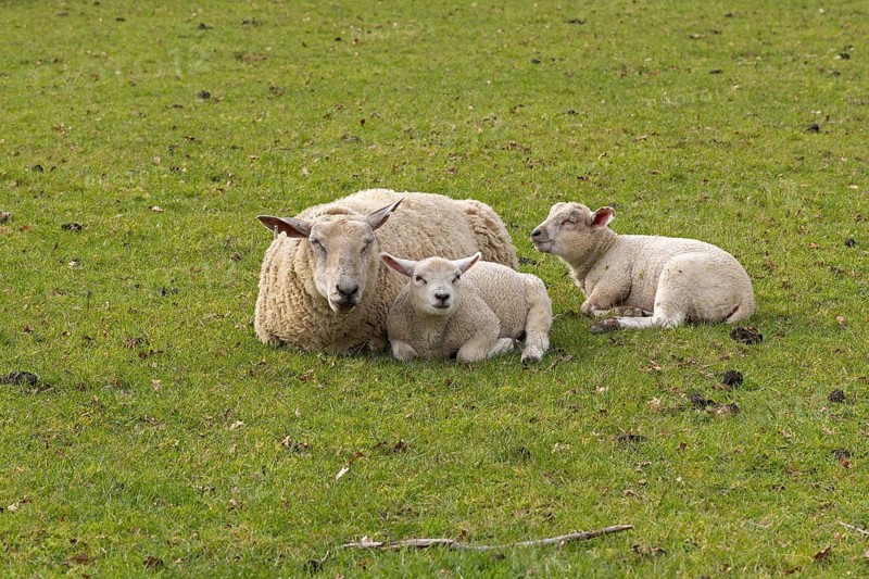 Ewe and lambs lying side by side and recews, looking at the camera, sheep pasture, public footpath, Moreton-in-Marsh, Cotswolds, England, Great Britain