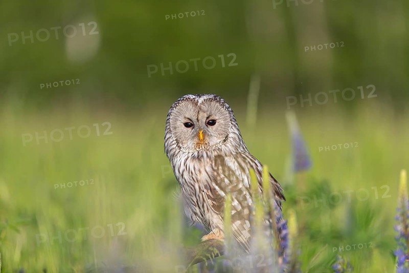 One Ural owl (Strix uralensis) sitting on a branch lying in a field of flowering lupines in late evening light