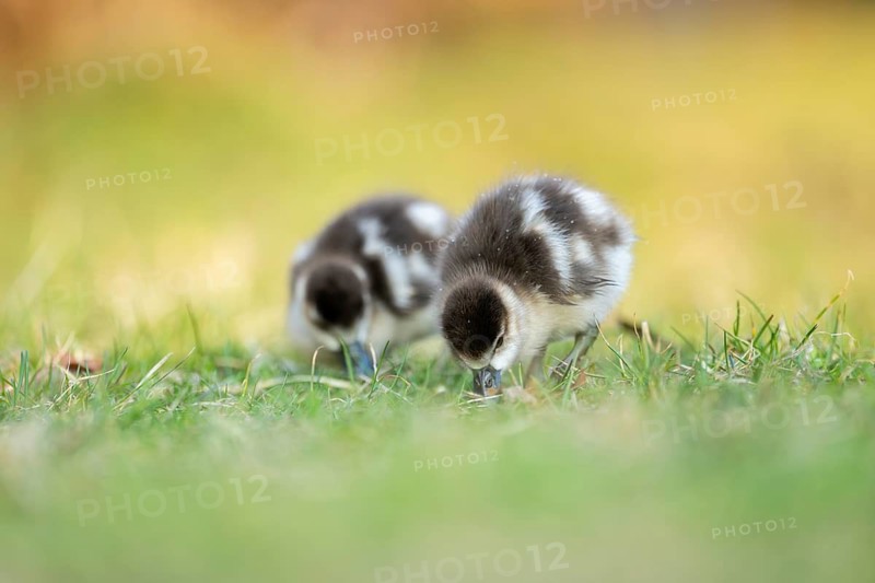 Egyptian goose (Alopochen aegyptiaca) cute chicks on a meadow at the shore of a lake, Bavaria, Germany