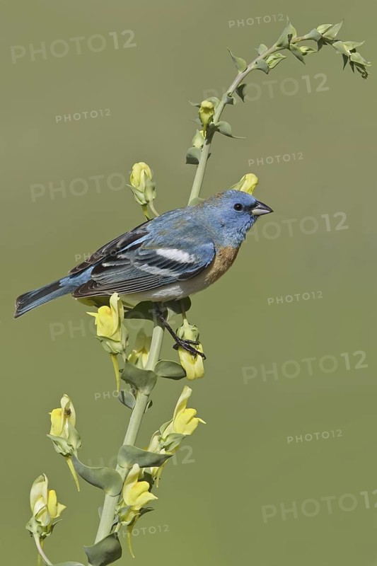 Lazuli Bunting (Passerina amoena), British Columbia, Canada
