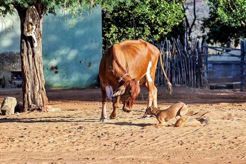 A brown cow and a dog on a sandy ground in a rural village, a street dog and a cow playing together