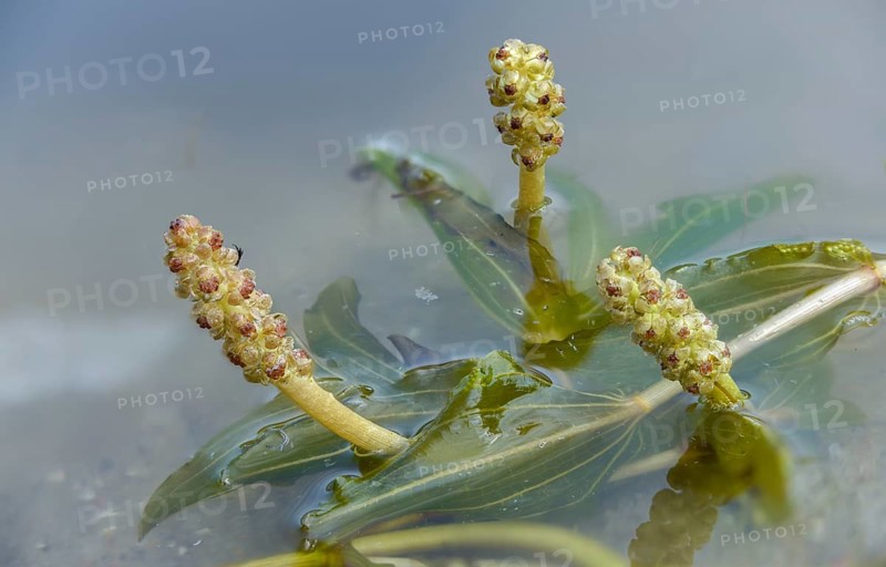 Shiny spawn herb, spawn herb, potamogeton lucens, shining pondweed, reflecting spawn herb, flora, plants, plants