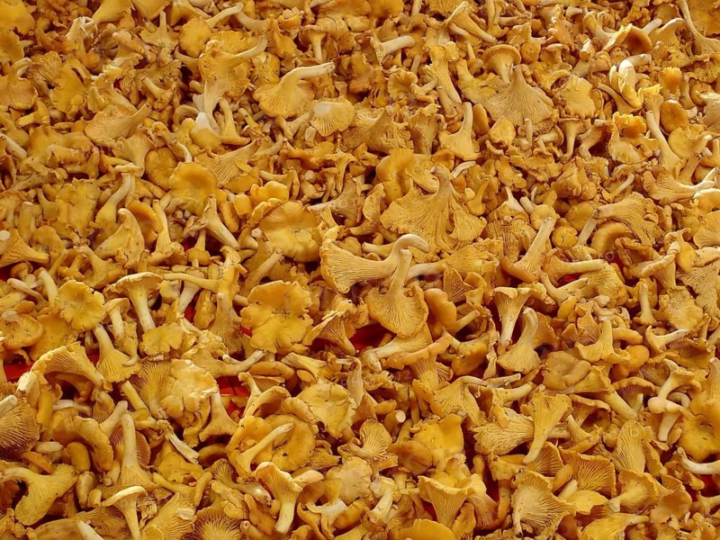 A large quantity of yellow chanterelles (Cantharellus cibarius), growing close together, freshly picked, Stockholm, Sweden