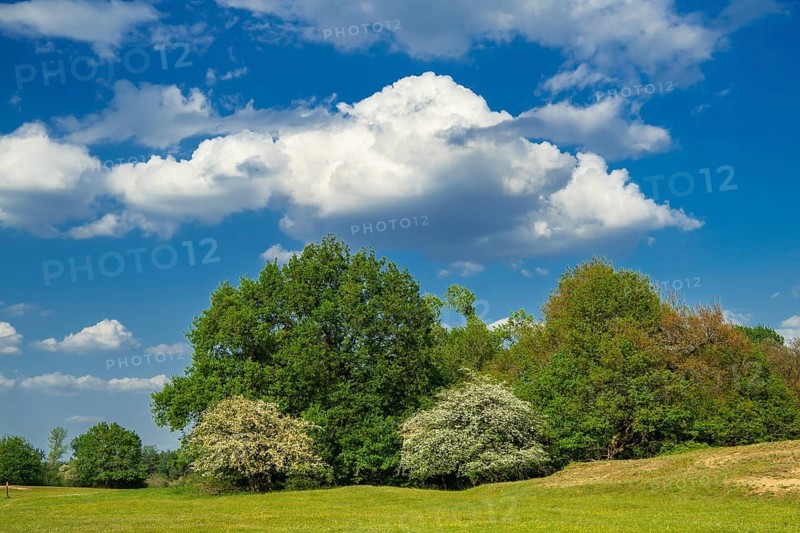 Borkener Paradies, Wallhecke, Versen, Lower Saxony, Germany