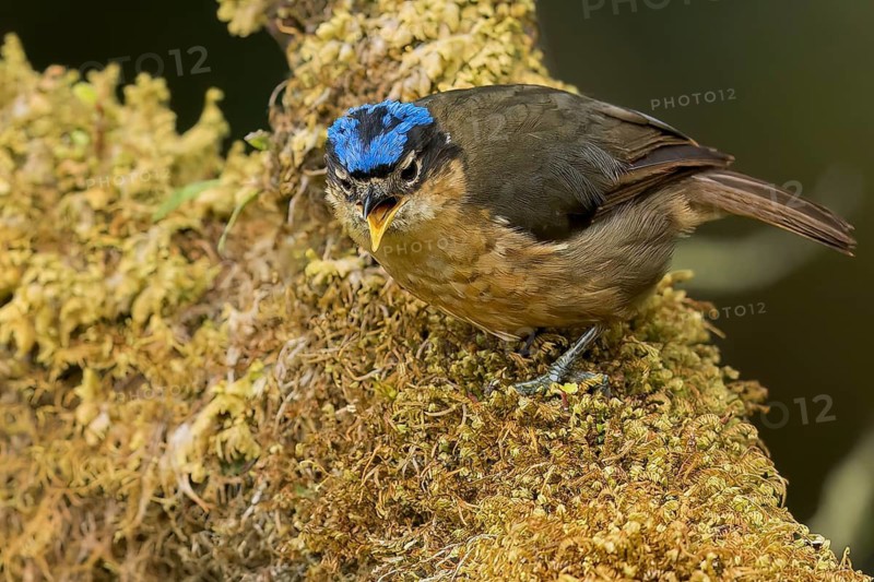 Blue-capped Ifrit (Ifrita kowaldi) perched on a branch in Papua New Guinea