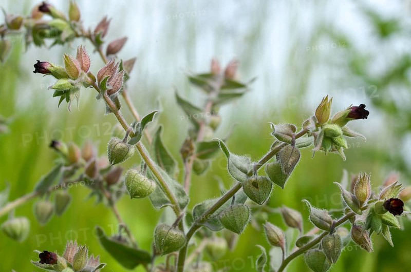 Boraginaceae, brown monkwort, brown nonea, dark wrinkled nutlet, monkweed, limpwort, nonea erecta, roundleaf family, flora, plants, plants