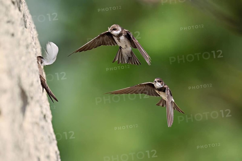 Sand martins (Riparia riparia), in flight, Reussegg nature reserve, Canton Aargau, Switzerland