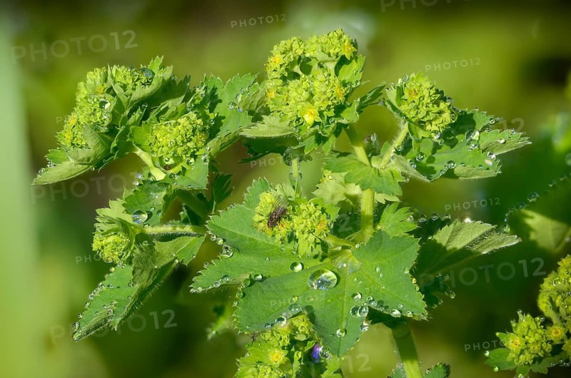 Alchemilla xanthochlora, lady's mantle, yellow-green lady's mantle, intermediate lady's mantle, small flowered lady's mantle, rosaceae, rose family, flora, plants, plants