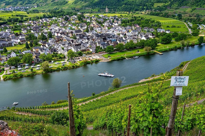 The wine town of Pünderich, in the district of Cochem-Zell, on the Moselle, view from the vineyards of the Pündericher Marienburg location, Moselle ferry, Rhineland-Palatinate, Germany