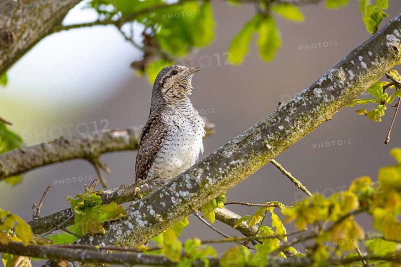 Eurasian wryneck (Jynx torquilla) Germany
