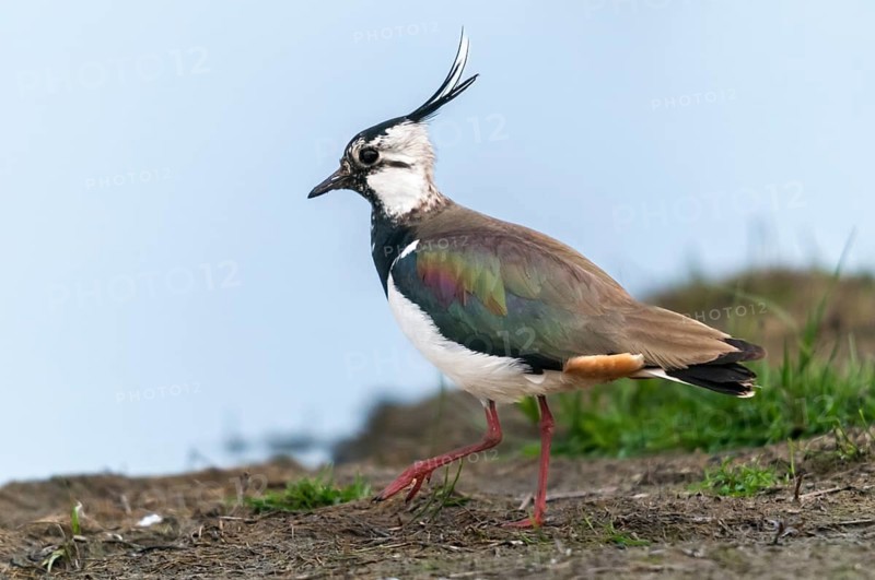 Lapwing, vanellus vanellus, birds, charadriiformes, limikolen, plovers, birds, waders, waders