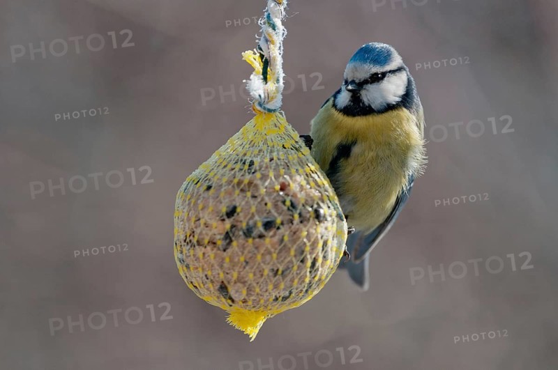 Blue tit, parus caeruleus, birds, feeding, tits, passeri, songbirds, songbirds, tits, birds, winter feeding