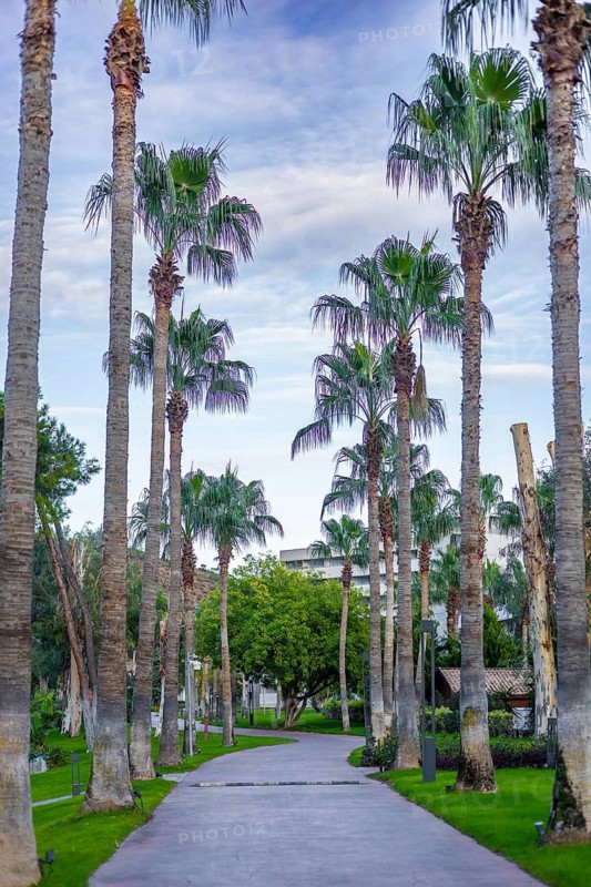 A serene pathway lined with tall palm trees and lush greenery under a clear sky. The scene evokes a tropical atmosphere, perfect for relaxation