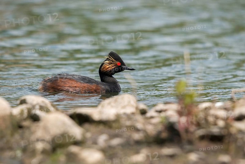 Black-necked grebe, podiceps nigricollis, black-necked grebes, grebes, podicipedidae, divers, birds, waterbirds